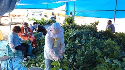 Kuwa Harvesting Tent